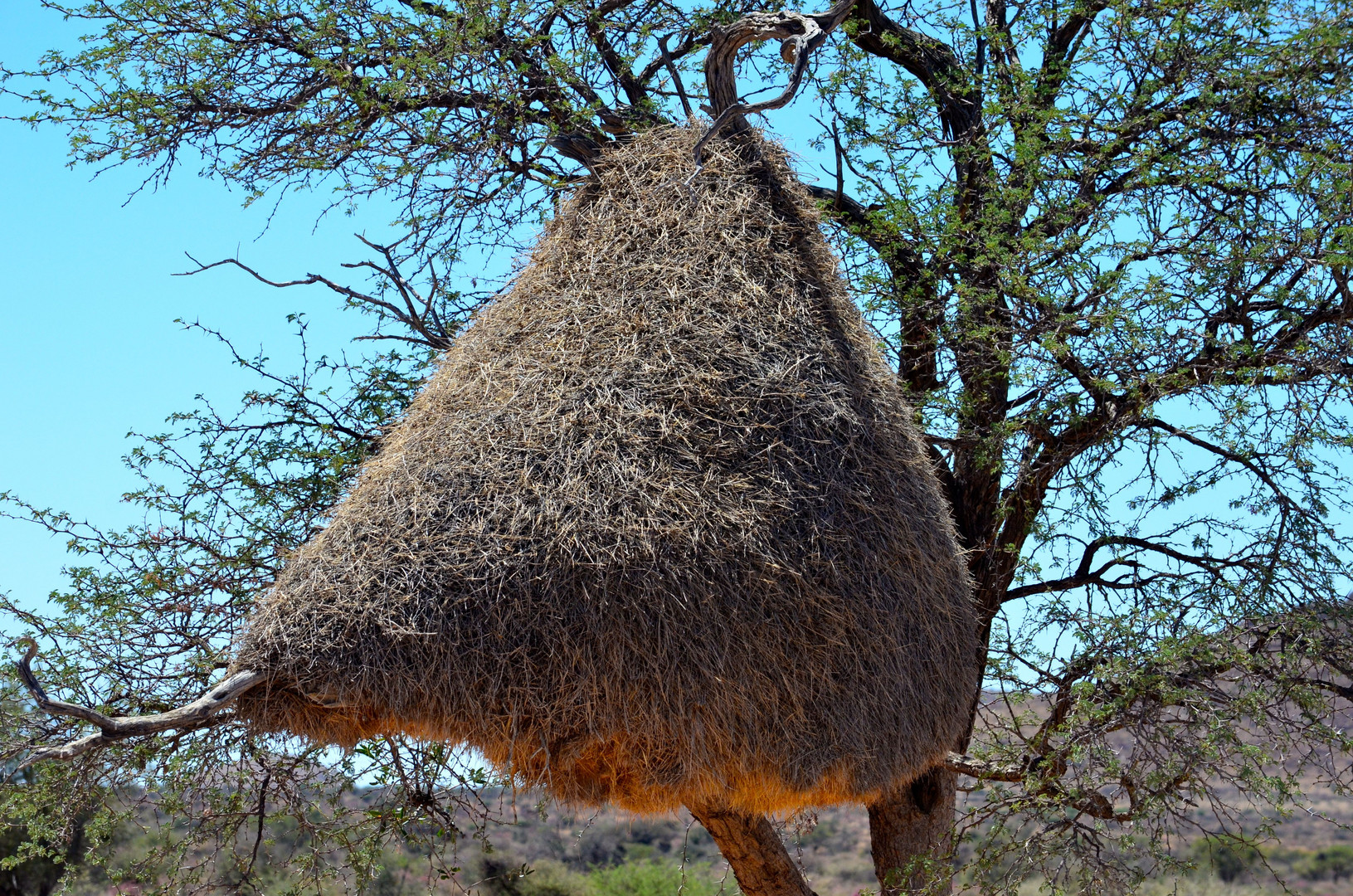 Vogelnest