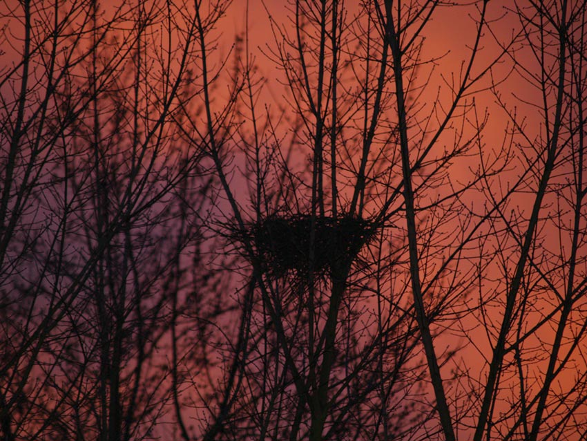 Vogelnest bei Sonnenaufgang