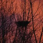 Vogelnest bei Sonnenaufgang