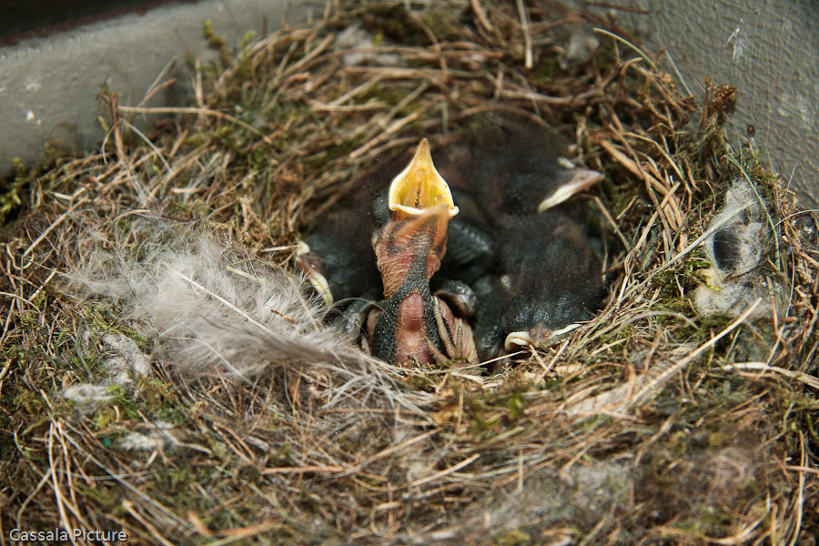 Vogelnest