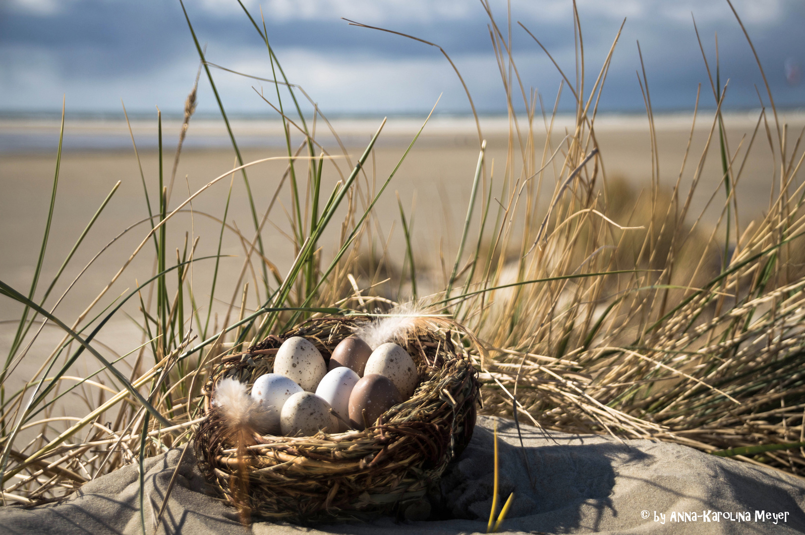 Vogelnest Deko auf Borkum 