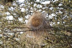 Vogelnest eines Webervogels