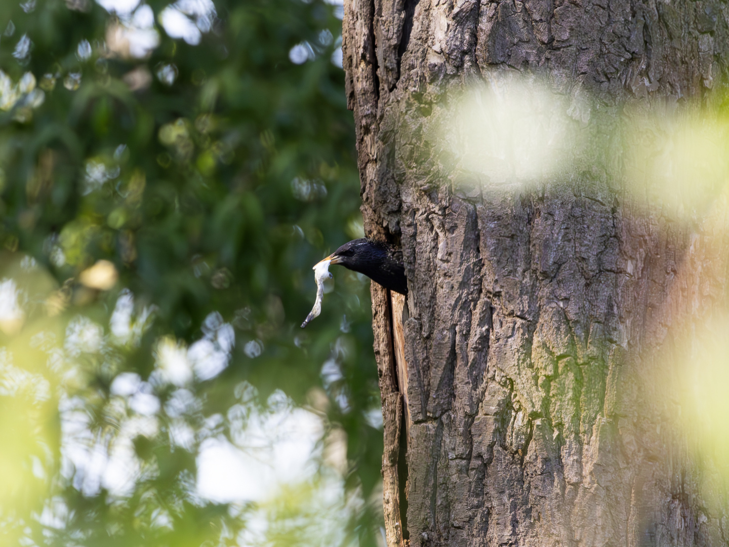 Vogelnest im Baum