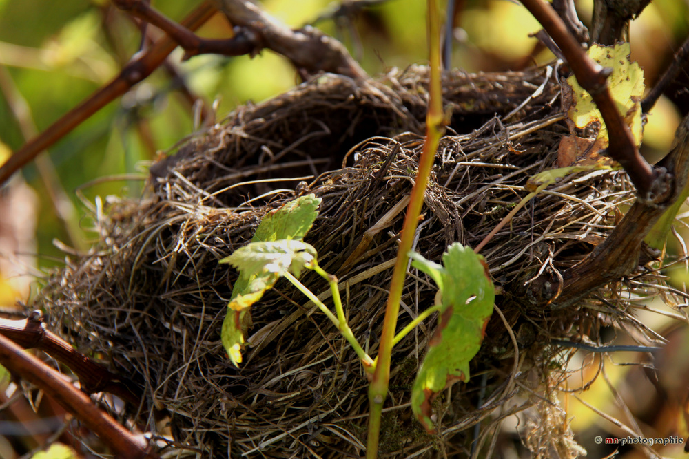 Vogelnest im Herbst