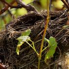 Vogelnest im Herbst