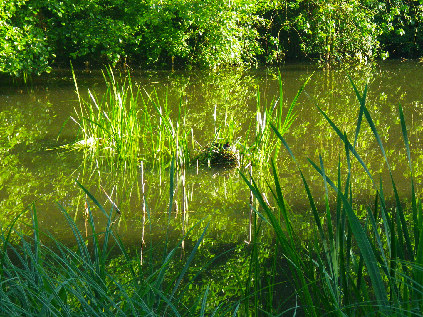 Vogelnest im Teich, oder auf dem Teich