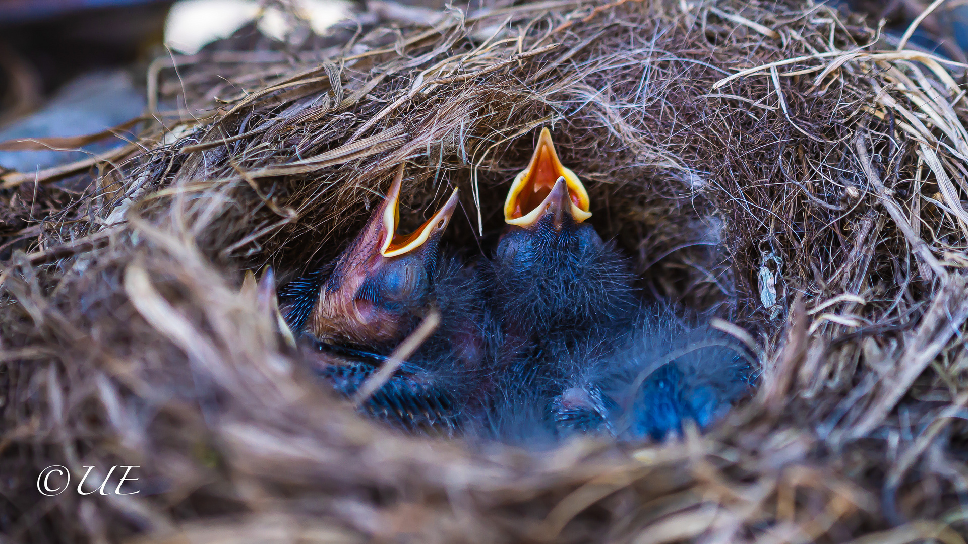 Vogelnest im Trecker