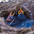 Vogelnest im Trecker