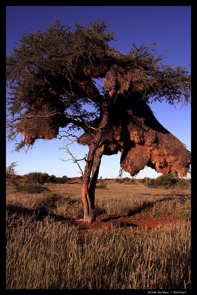 Vogelnest in der Kalahari