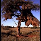 Vogelnest in der Kalahari