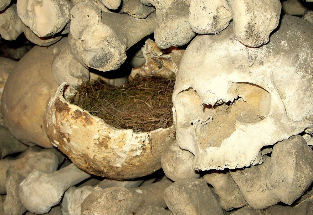 Vogelnest in Totenkopf