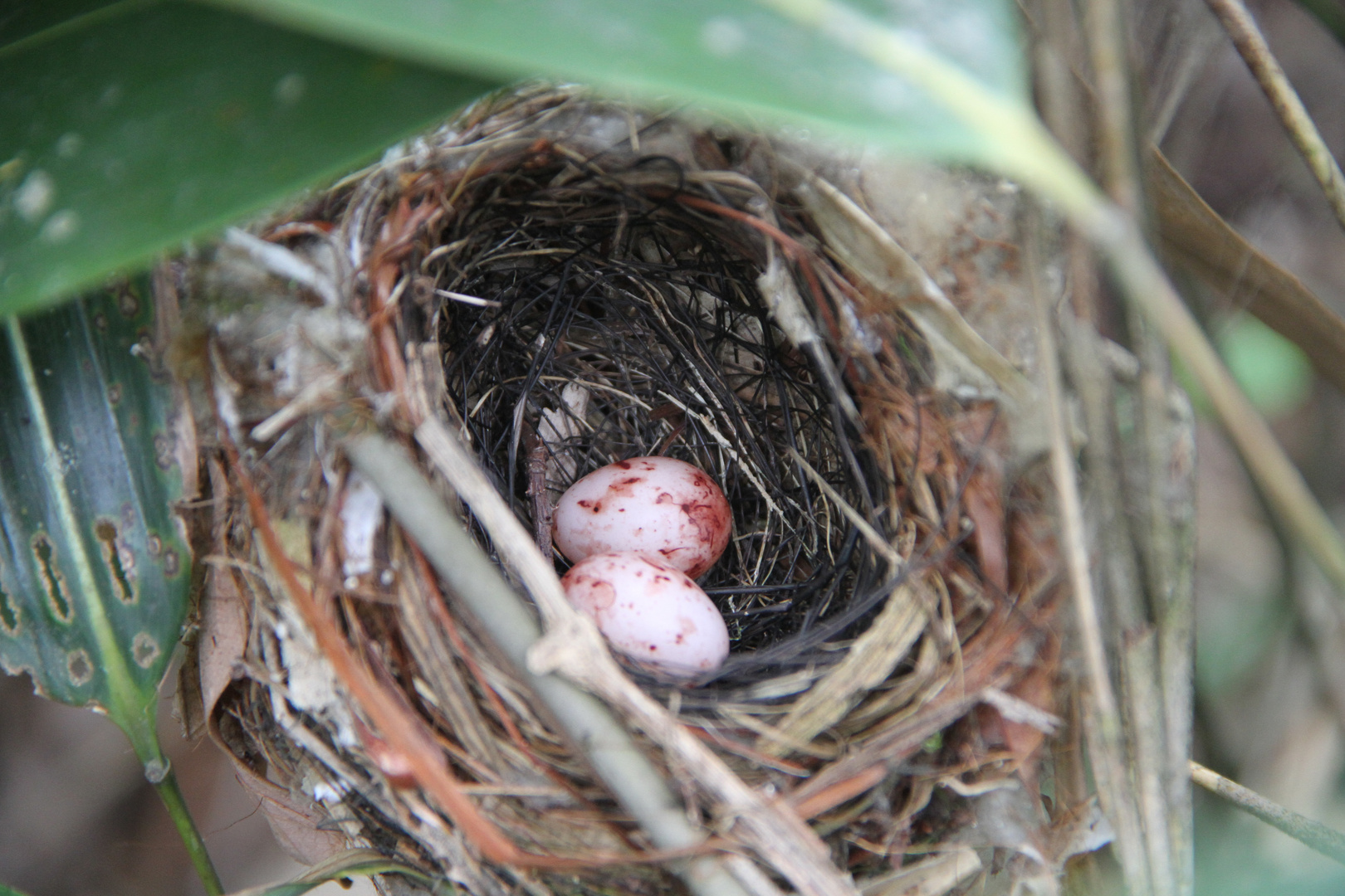 Vogelnest mit Ammer-Eiern ?