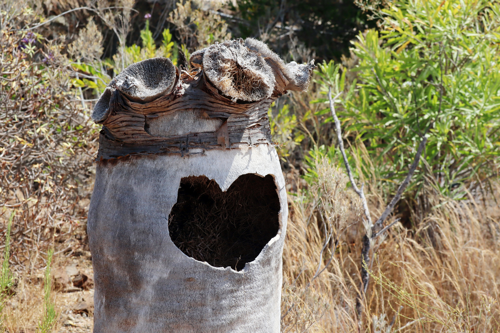 Vogelnest mit Herz