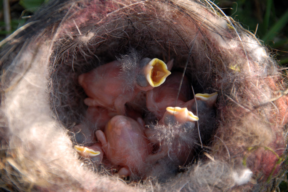 Vogelnest mit Junge