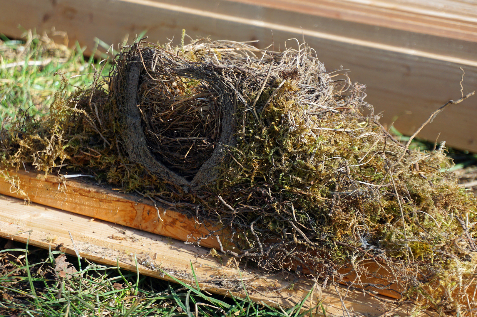 Vogelnest Querschnitt