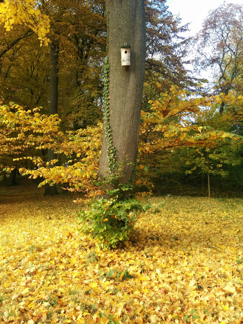 Vogelnest über Laubteppich