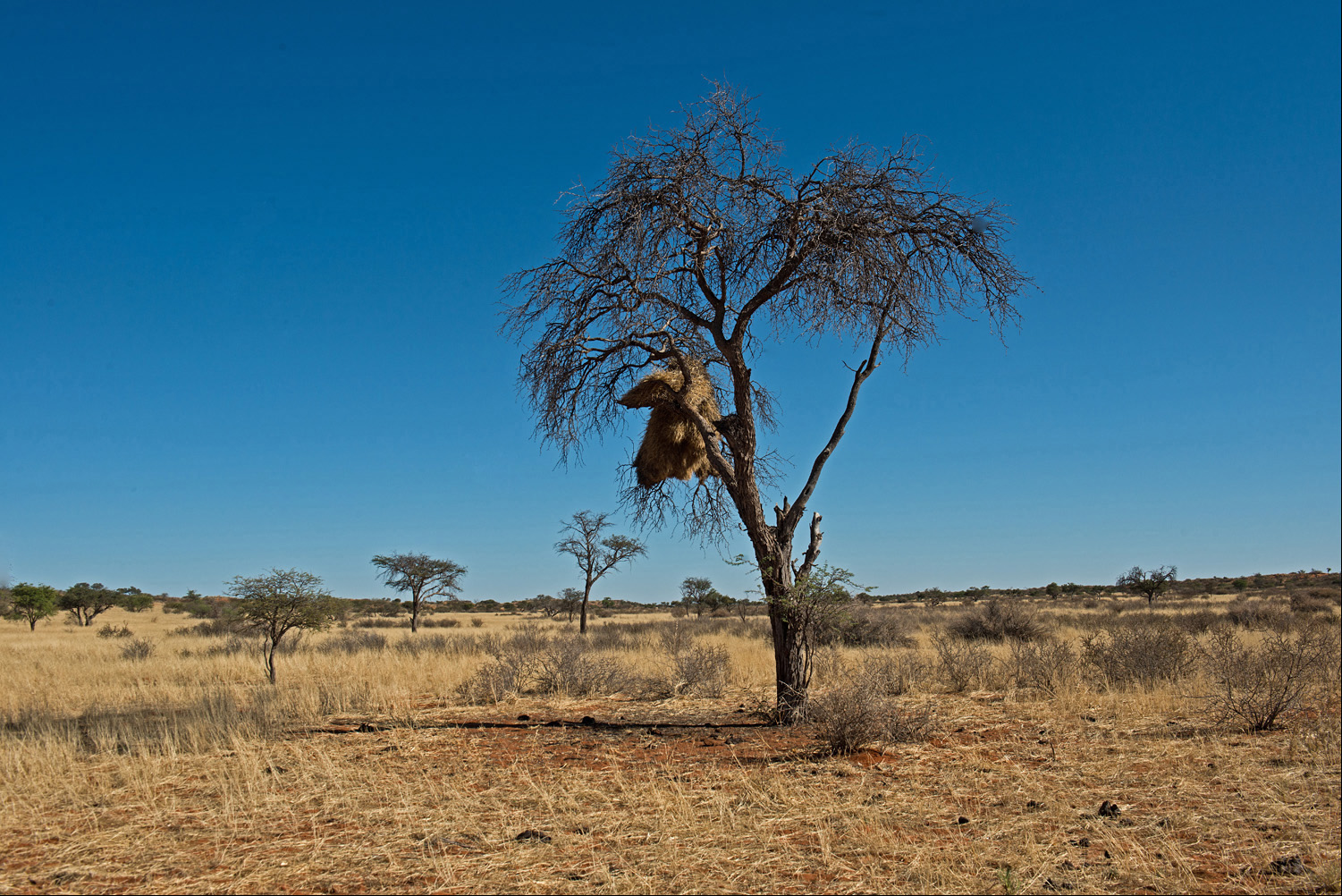  Vogelnester a la Namibia