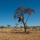  Vogelnester a la Namibia