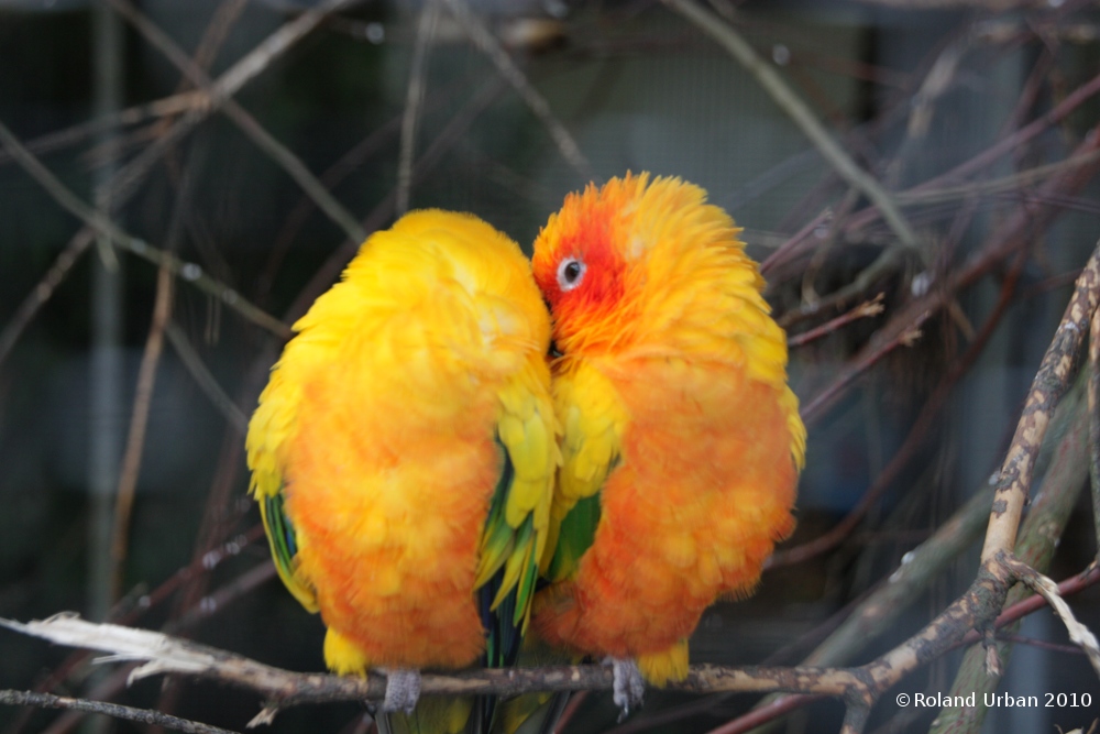 Vogelpaar beim Kuscheln