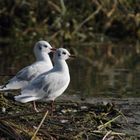 Vogelpaar beim Sonnenbaden