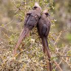 Vogelpaar im Krugerpark