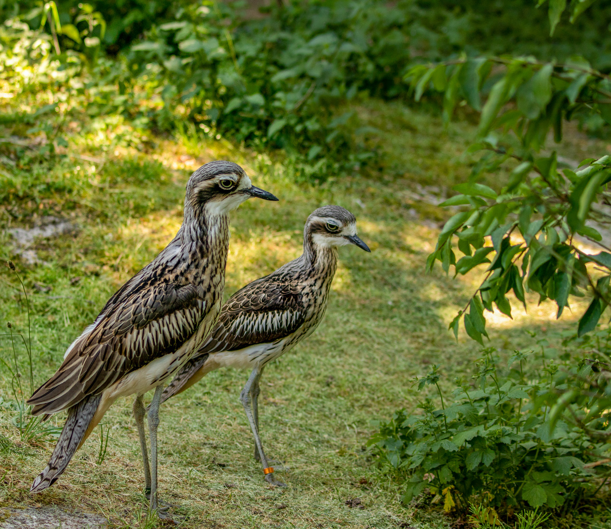 Vogelpärchen