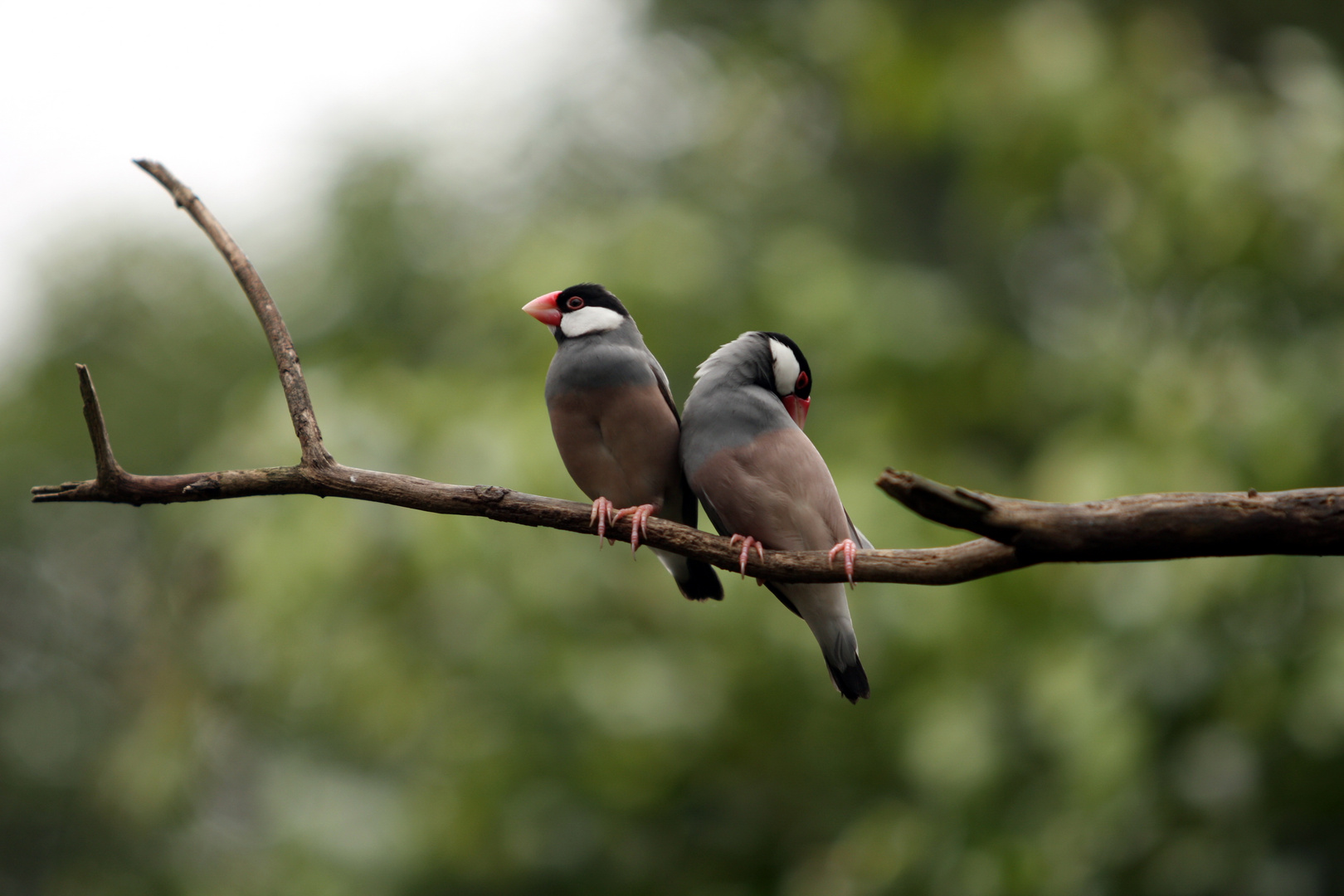 Vogelpärchen