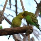 Vogelpärchen in der Abenddämmerung