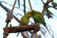 Vogelpärchen in der Abenddämmerung