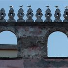 VOGELPARADE AUF PROCIDA