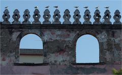 VOGELPARADE AUF PROCIDA