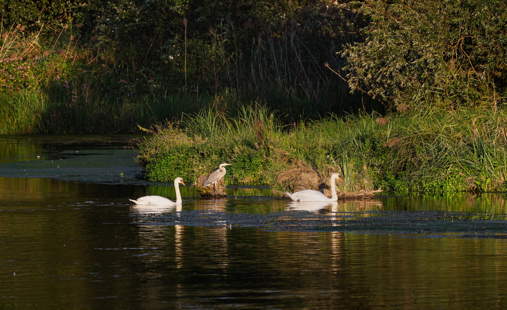 Vogelparadies.