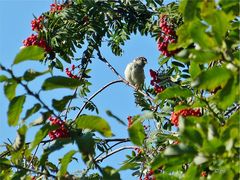 Vogelparadies