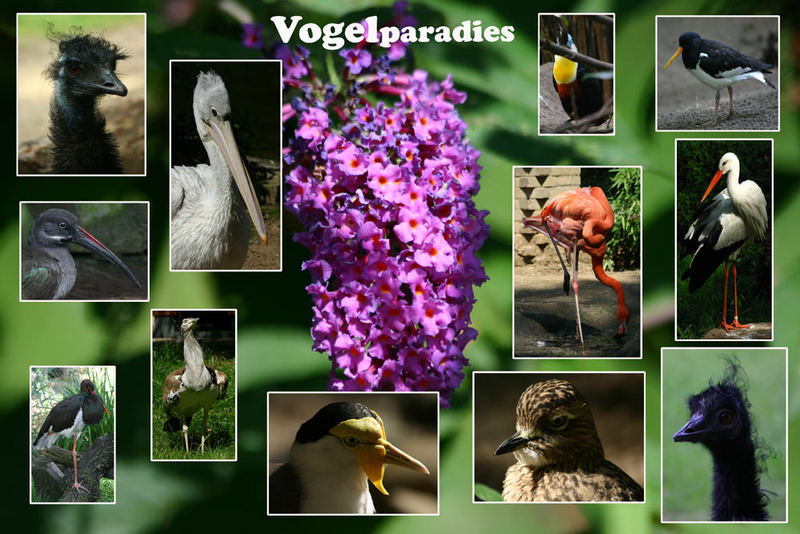 Vogelparadies