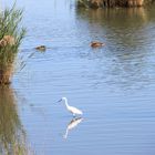 Vogelparadies am Ebro