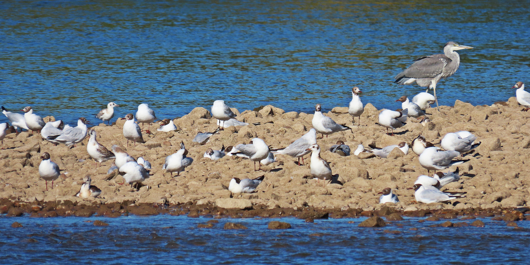 Vogelparadies an der Staustufe Kostheim (1)