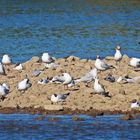 Vogelparadies an der Staustufe Kostheim (1)