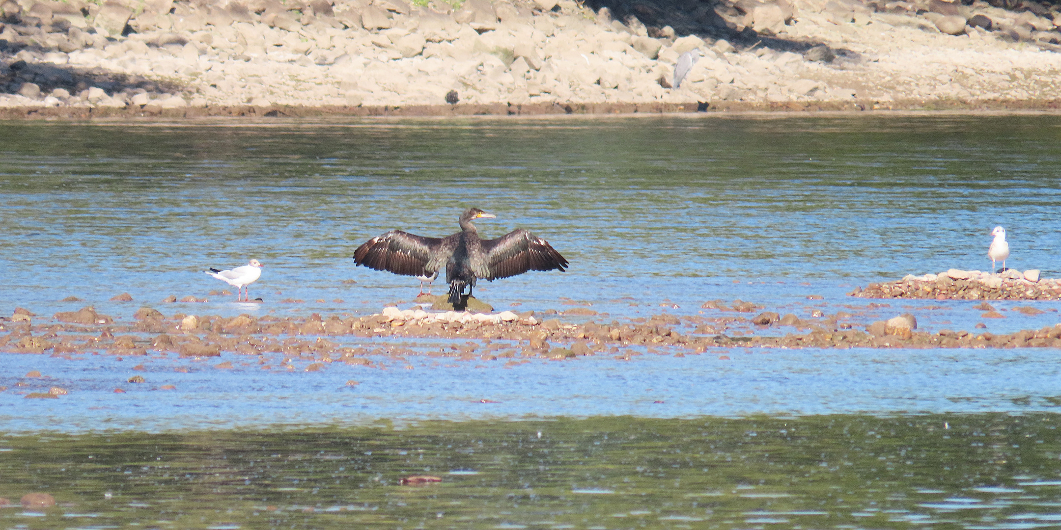 Vogelparadies an der Staustufe Kostheim (2)