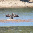 Vogelparadies an der Staustufe Kostheim (2)