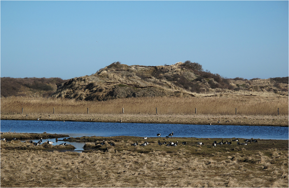 Vogelparadies auf Langeoog 2