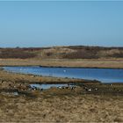 Vogelparadies auf Langeoog