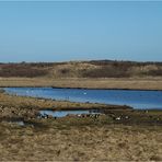 Vogelparadies auf Langeoog