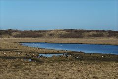 Vogelparadies auf Langeoog