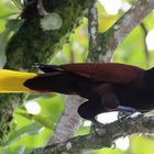 Vogelparadies Costa Rica