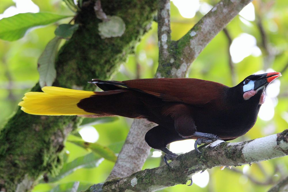 Vogelparadies Costa Rica