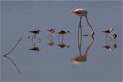 Vogelparadies Coto de Doñana