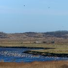 Vogelparadies im Borkumer Ostland