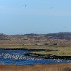 Vogelparadies im Borkumer Ostland