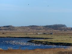 Vogelparadies im Borkumer Ostland