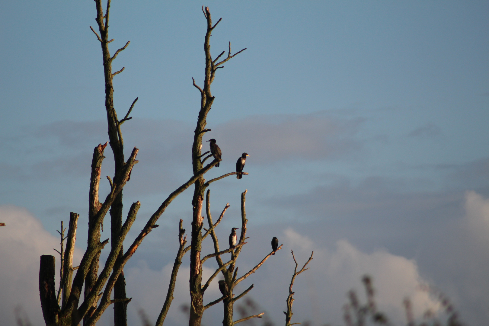 Vogelparadies im Herbst